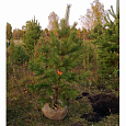 Саженцы, сосна обыкновенная (Pinus sylvestris), Стандарт, 180-220 см. купить в Красноярске